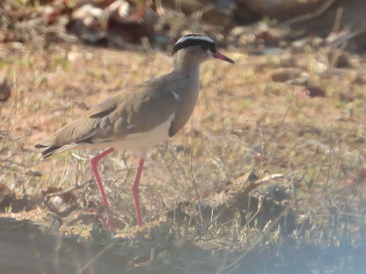 Crowned Lapwing - ML614223685