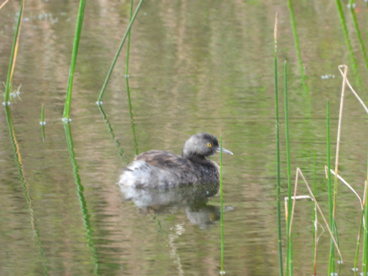 Least Grebe - ML614223703