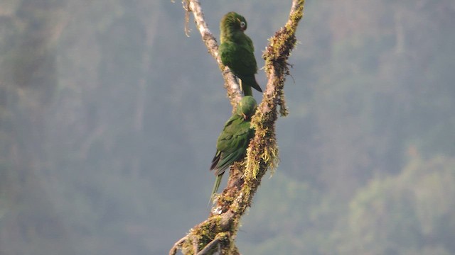 Aratinga de Pinceles - ML614223704