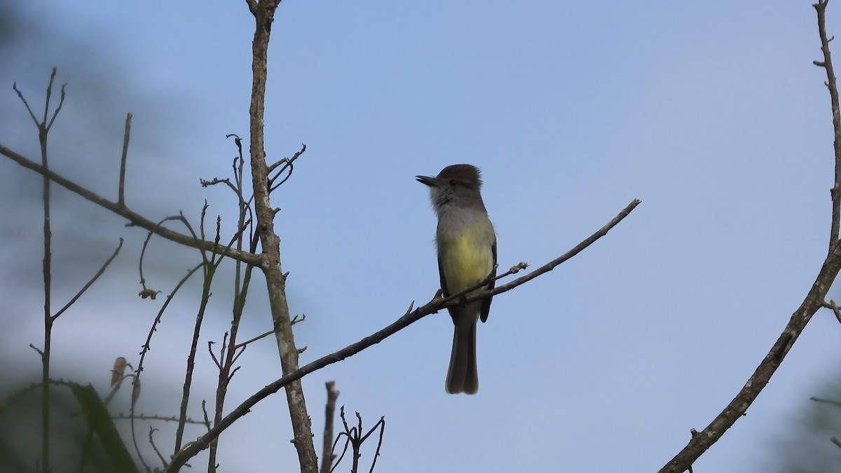 Yucatan Flycatcher - ML614223717