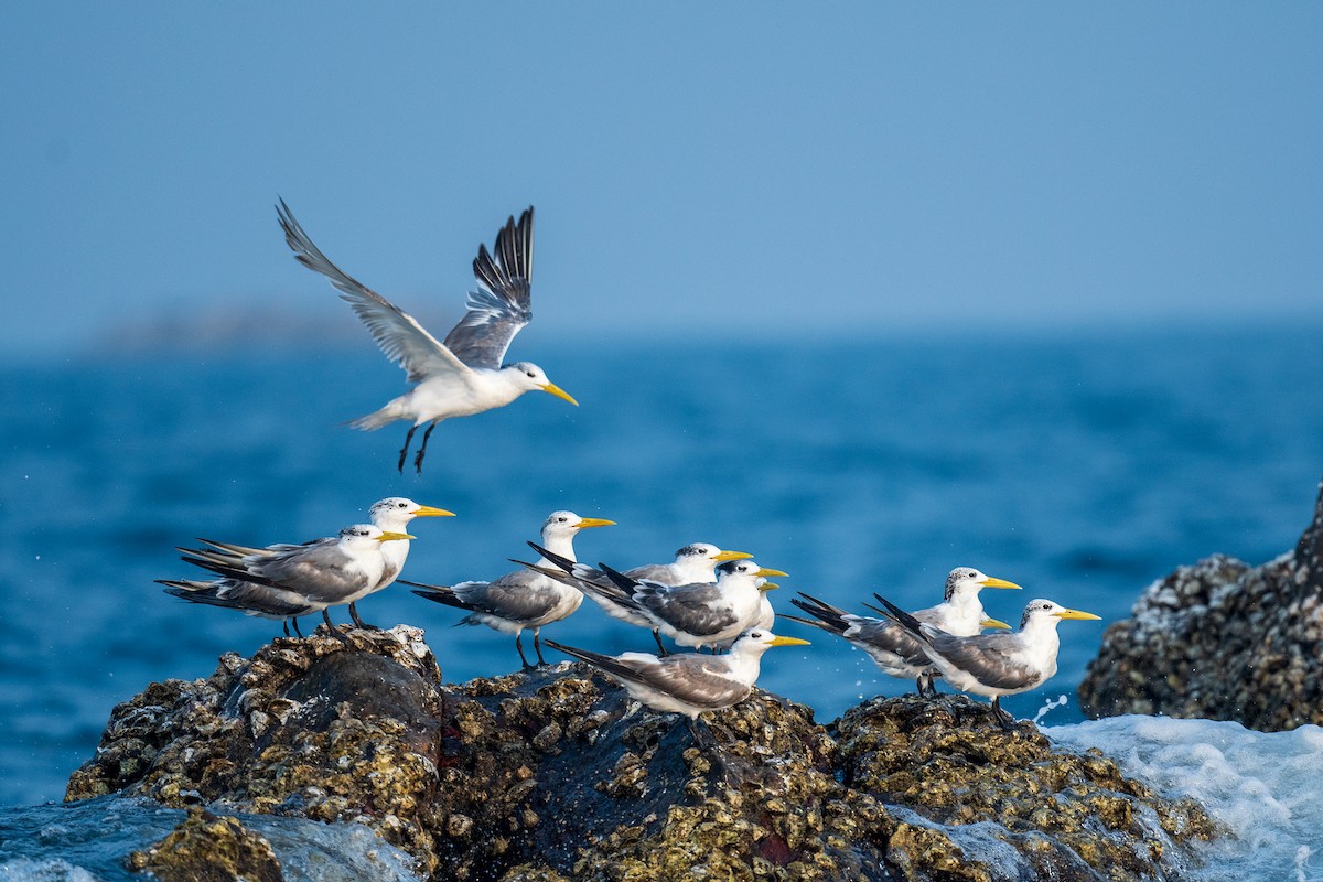 Great Crested Tern - Saswat Mishra