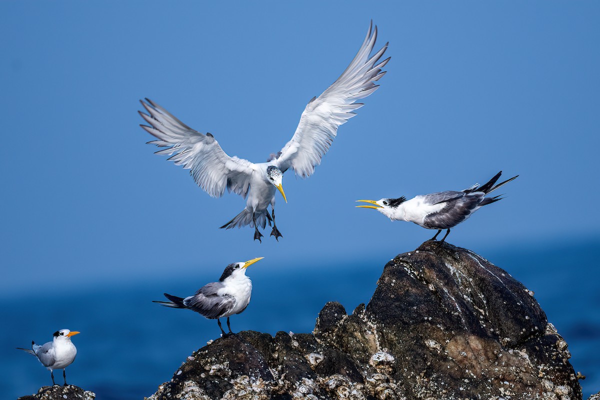 Great Crested Tern - ML614223738