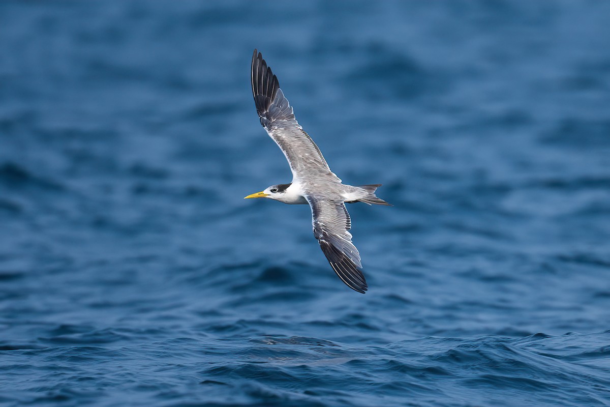 Great Crested Tern - ML614223739