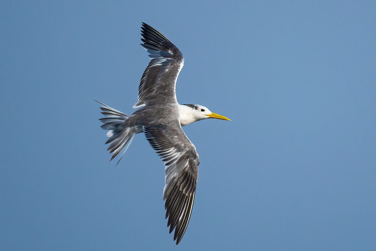 Great Crested Tern - ML614223740