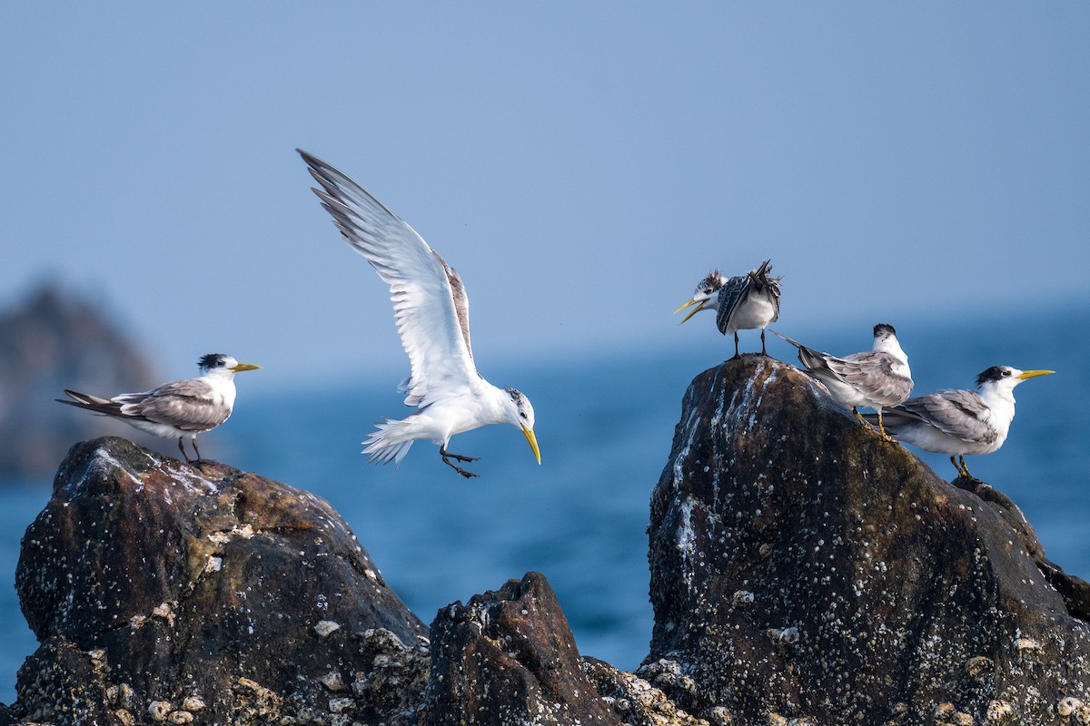 Great Crested Tern - Saswat Mishra