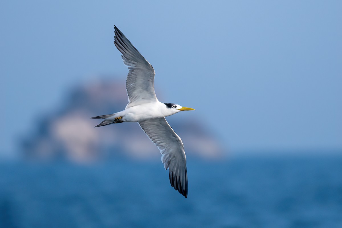 Great Crested Tern - ML614223742
