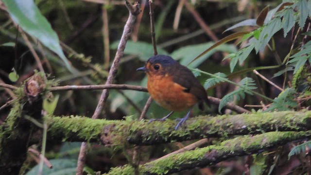 Slate-crowned Antpitta - ML614223749