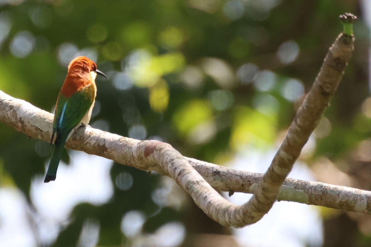 Chestnut-headed Bee-eater - ML614223801