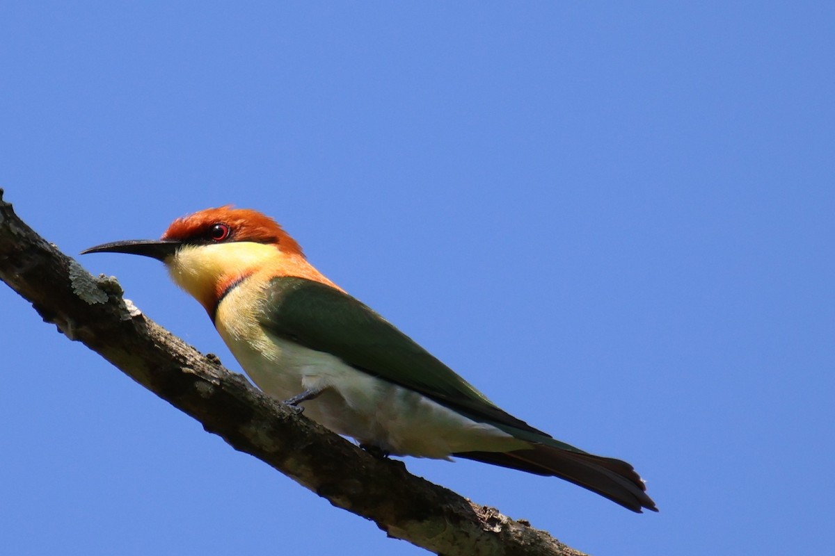 Chestnut-headed Bee-eater - ML614223802