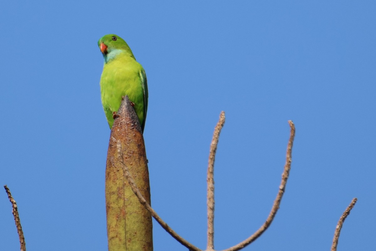 Vernal Hanging-Parrot - ML614223818