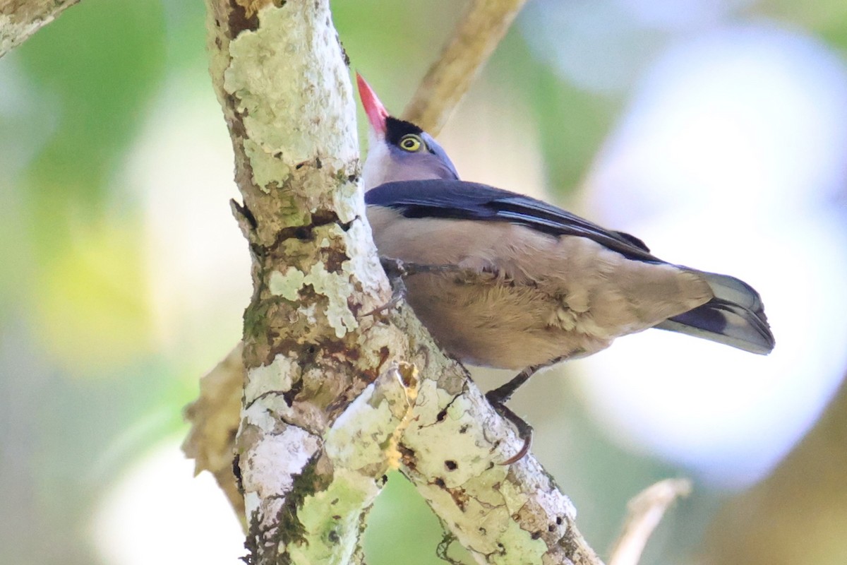 Velvet-fronted Nuthatch - ML614223835