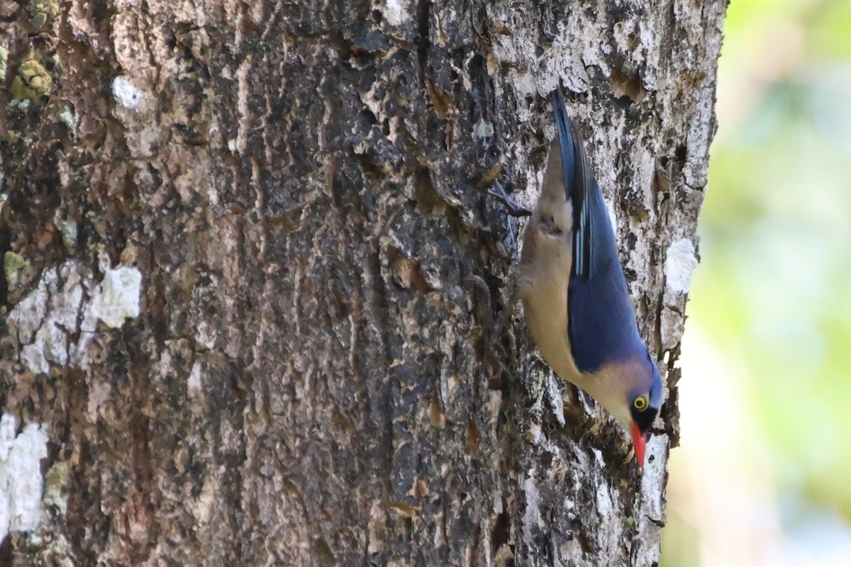 Velvet-fronted Nuthatch - ML614223836