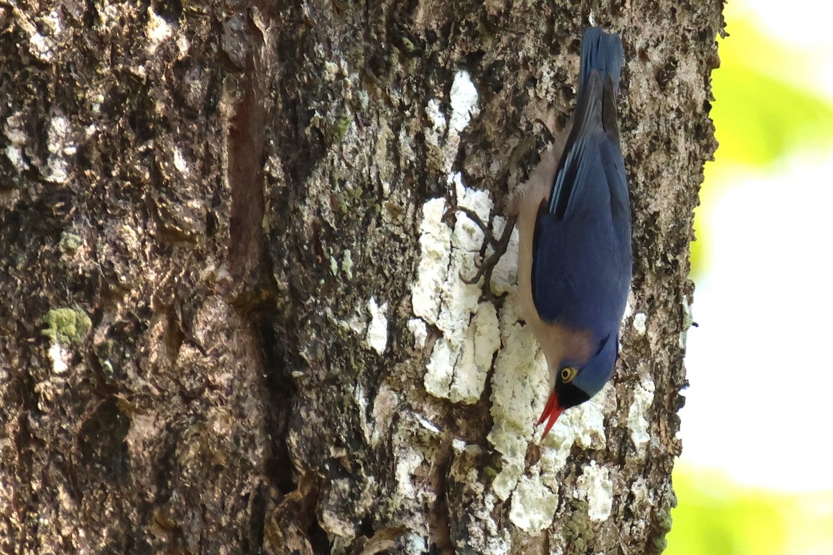 Velvet-fronted Nuthatch - ML614223837