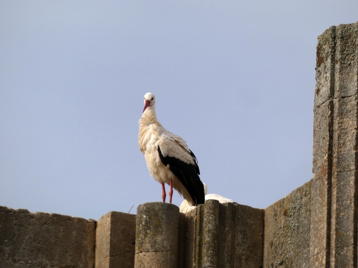 White Stork - Francisco Javier Calvo lesmes
