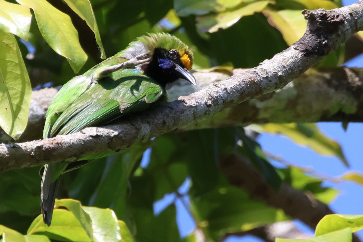 Golden-fronted Leafbird - ML614223847