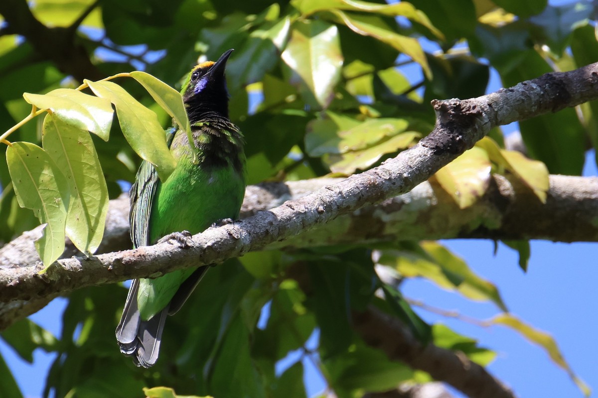 Golden-fronted Leafbird - ML614223848