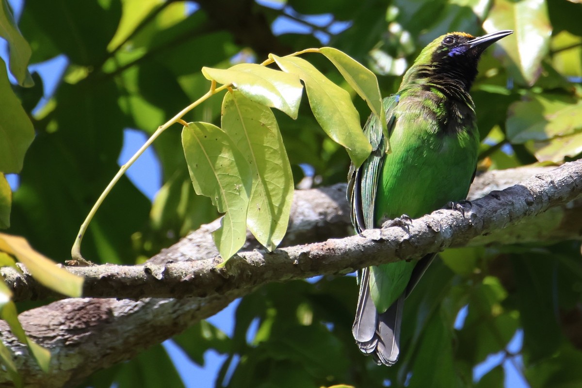 Golden-fronted Leafbird - ML614223849