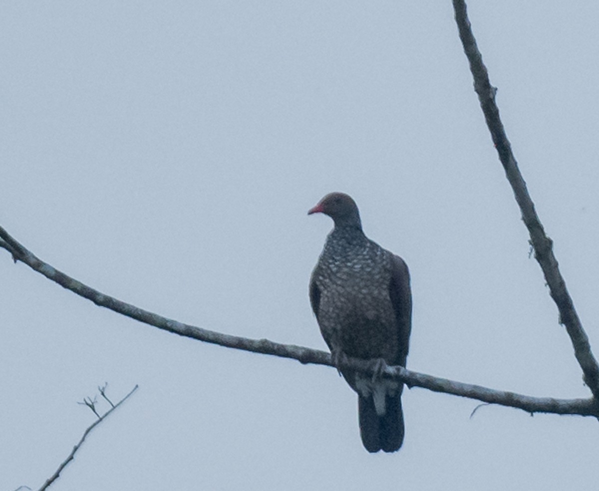 Scaled Pigeon - ML614223852