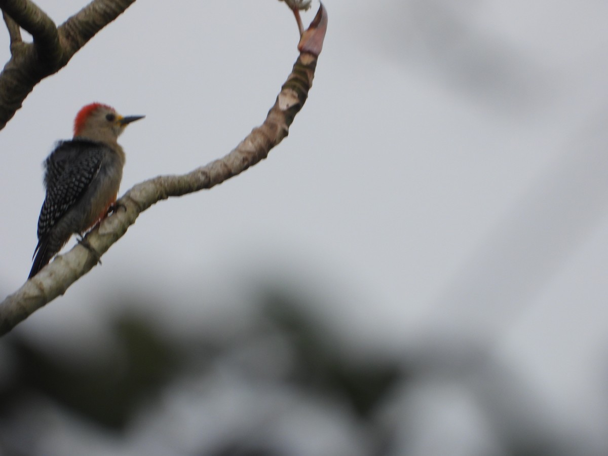 Yucatan Woodpecker - José  Paz