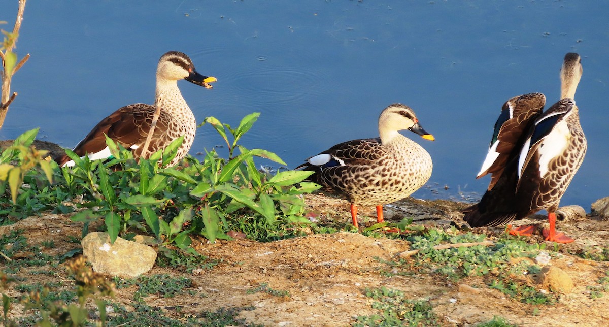 Indian Spot-billed Duck - ML614223870