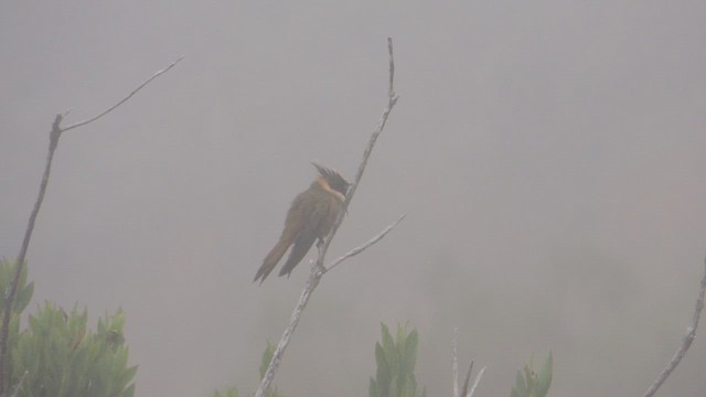 Colibrí Chivito del Nevado del Ruiz - ML614223883