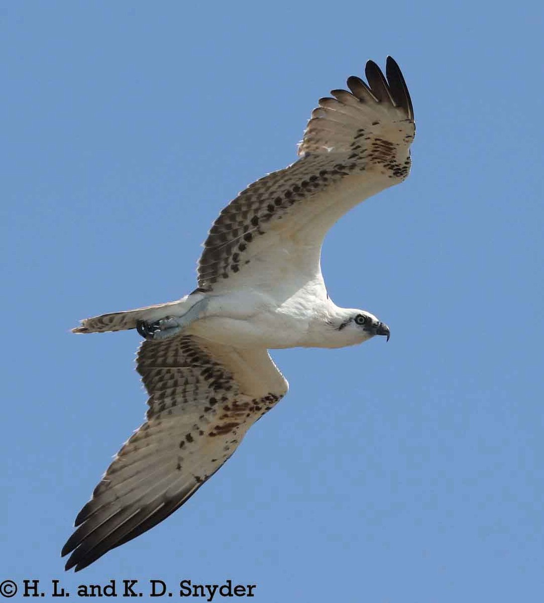 Osprey (ridgwayi) - Hal and Kirsten Snyder