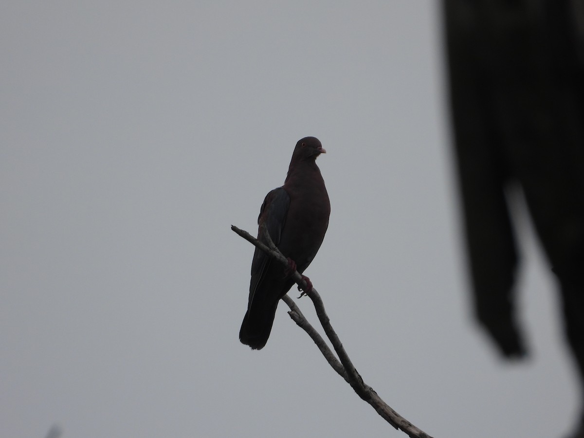 Red-billed Pigeon - ML614223893