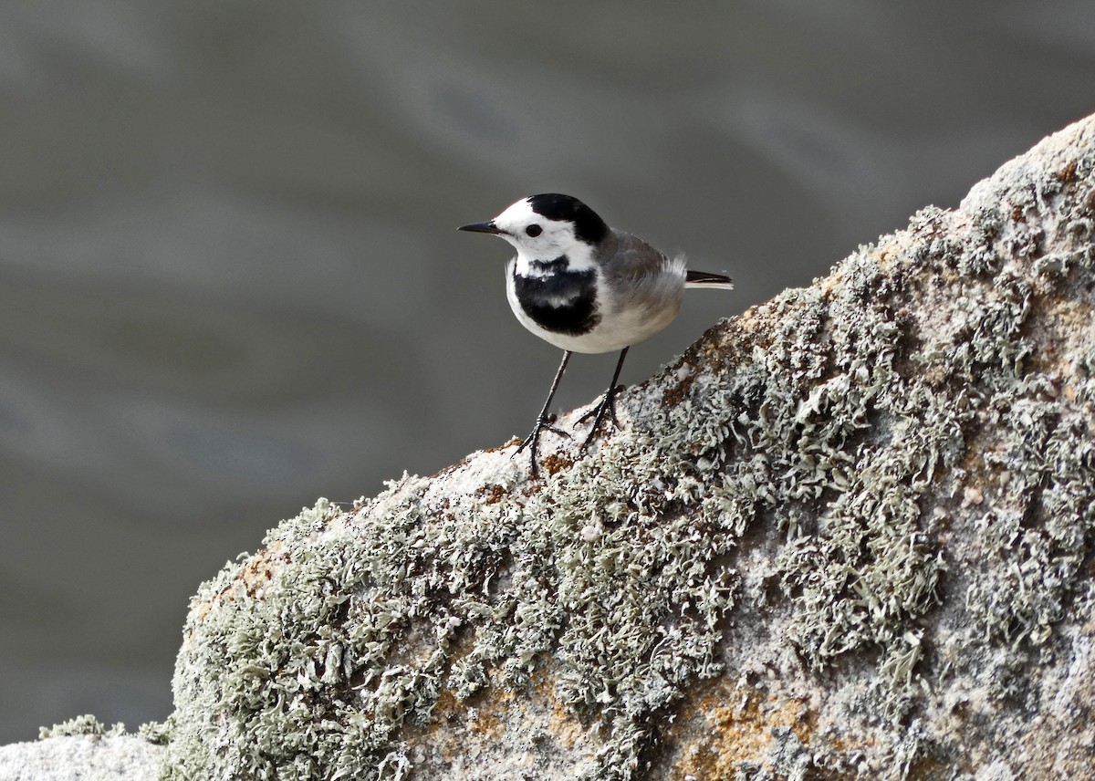 White Wagtail - Francisco Javier Calvo lesmes