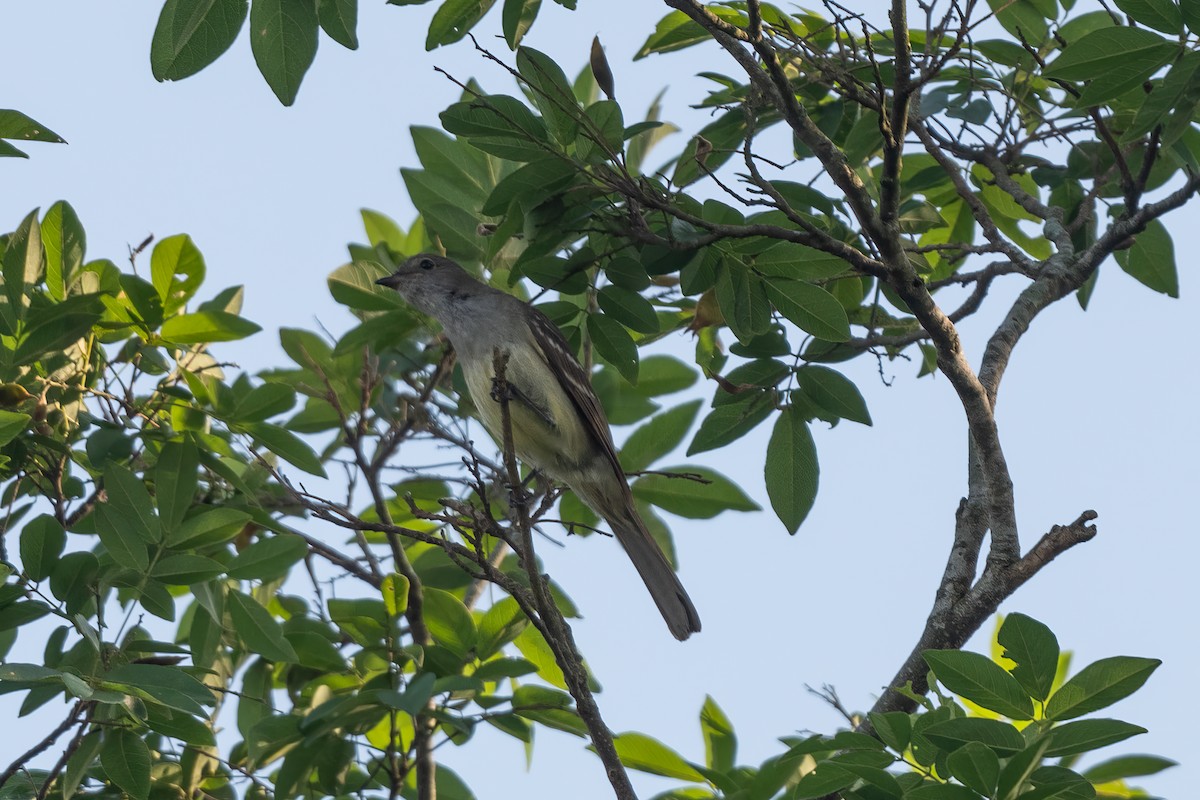 Large Elaenia - Forrest English