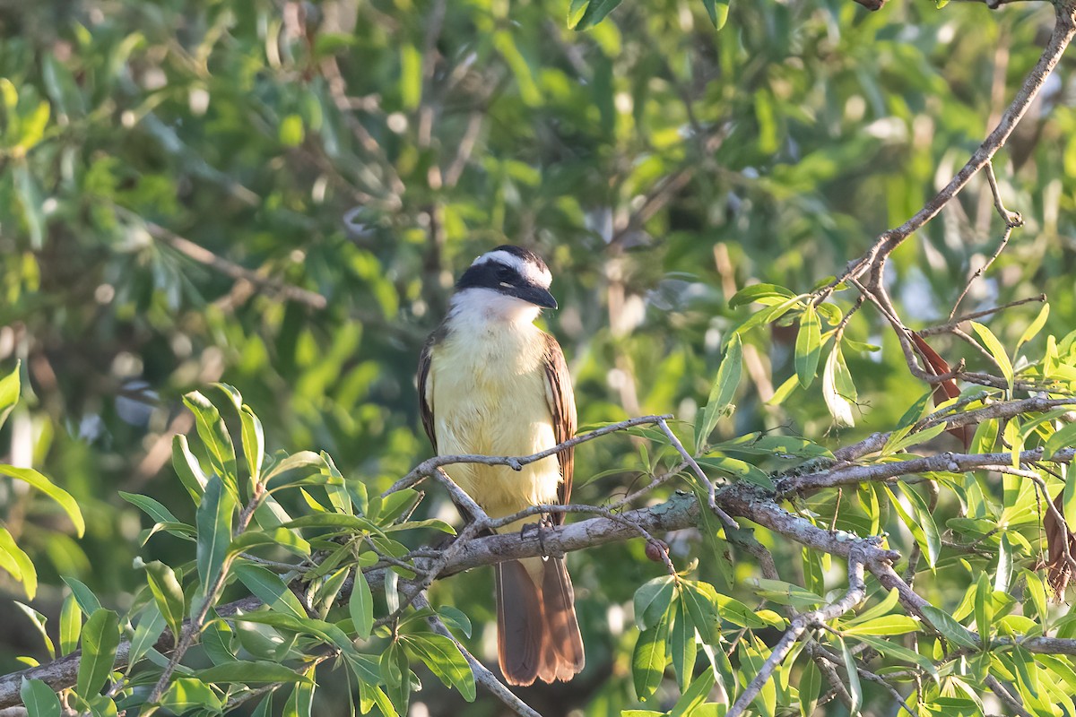 Great Kiskadee - ML614223942