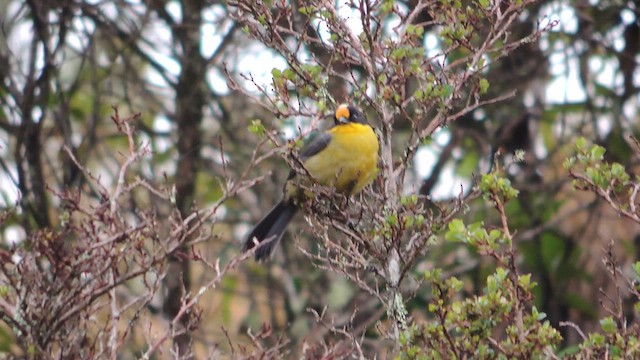 Pale-naped Brushfinch - ML614223957