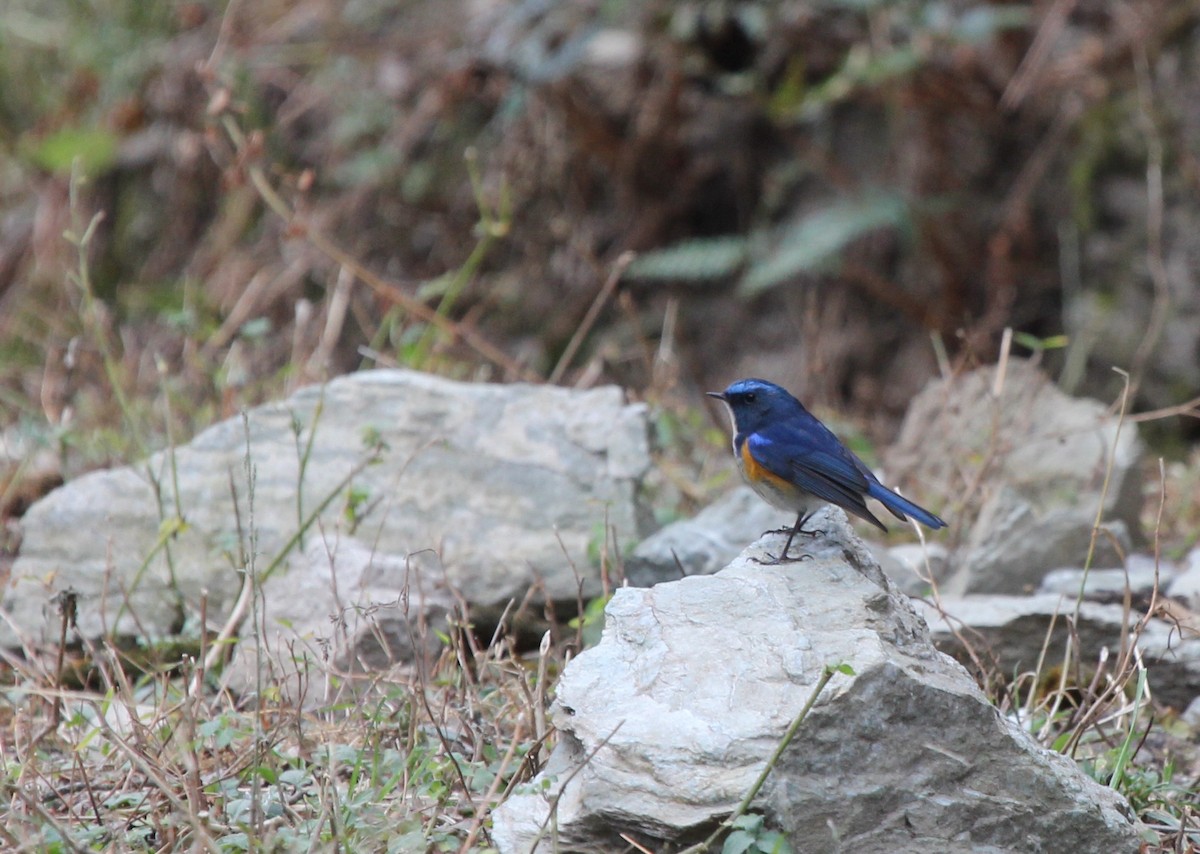 Himalayan Bluetail - Chris Bradshaw