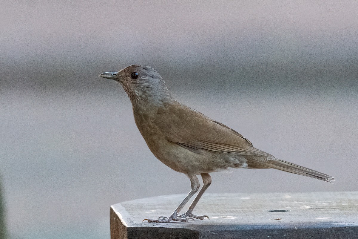 Pale-breasted Thrush - Forrest English