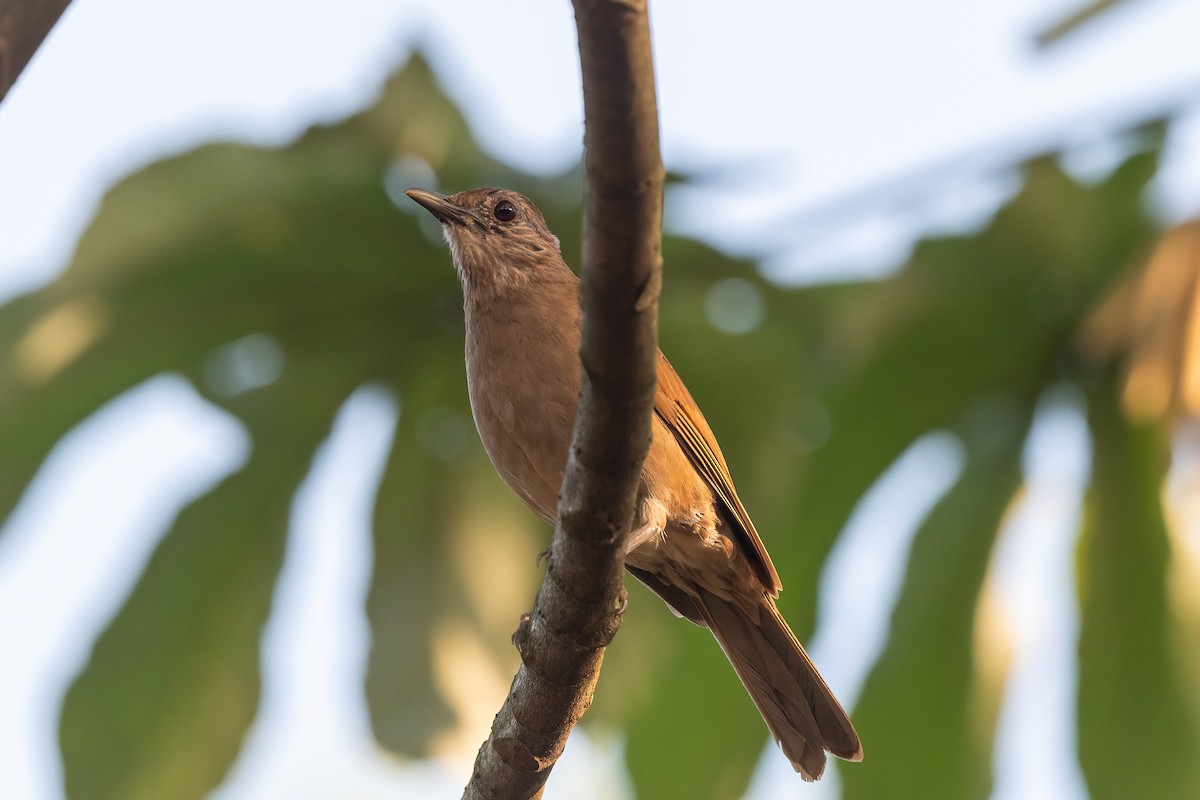 Pale-breasted Thrush - Forrest English