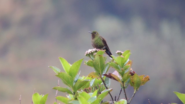 kolibřík Williamův (ssp. williami) - ML614224055