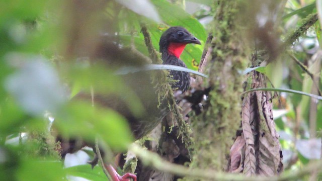 Cauca Guan - ML614224146