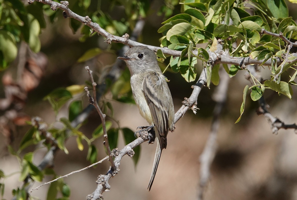 Dusky Flycatcher - ML614224150