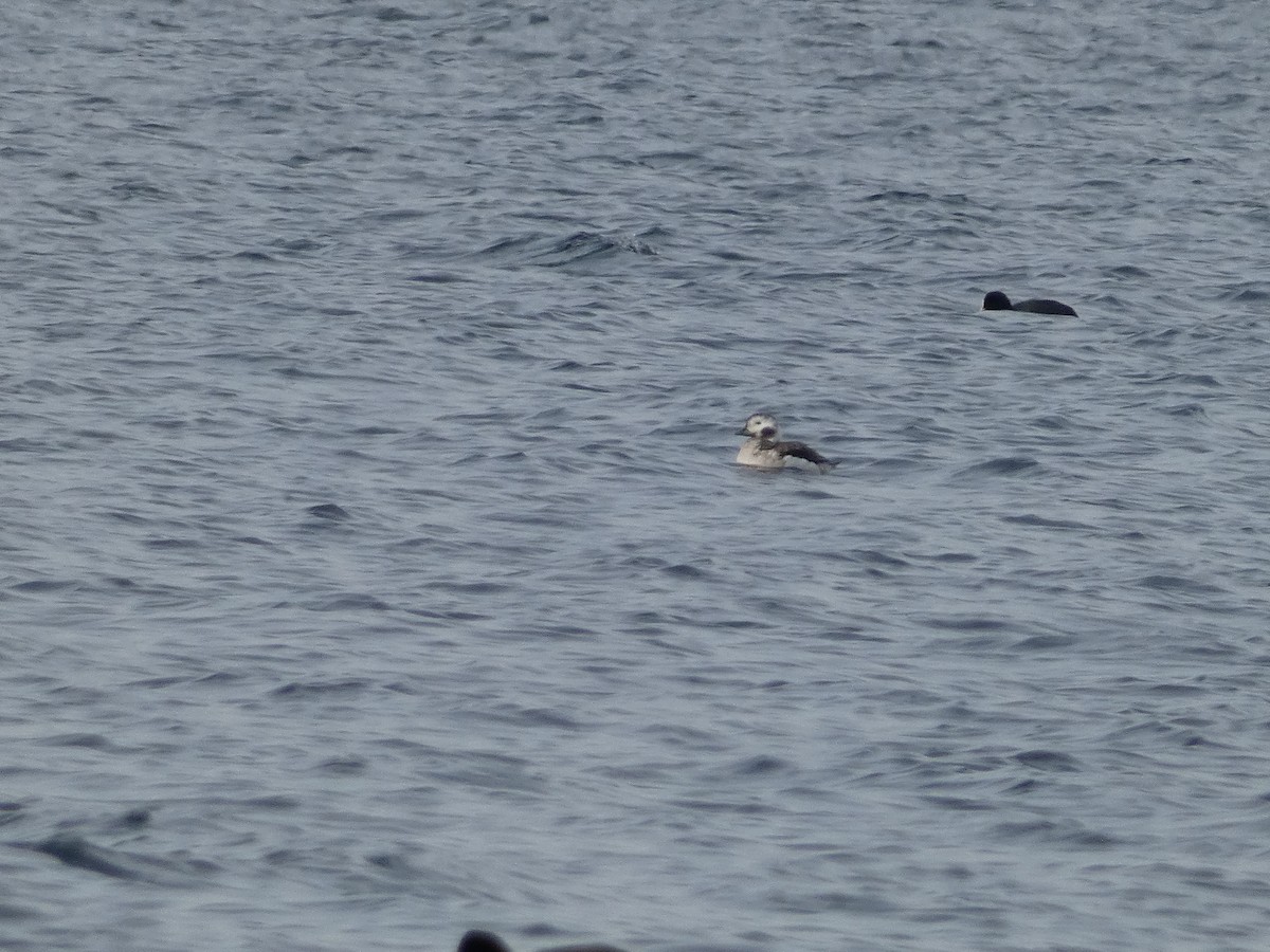 Long-tailed Duck - ML614224161