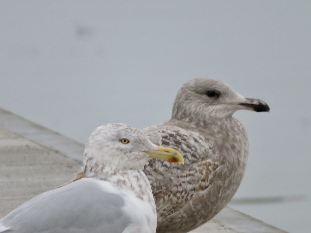 Herring Gull - ML614224175