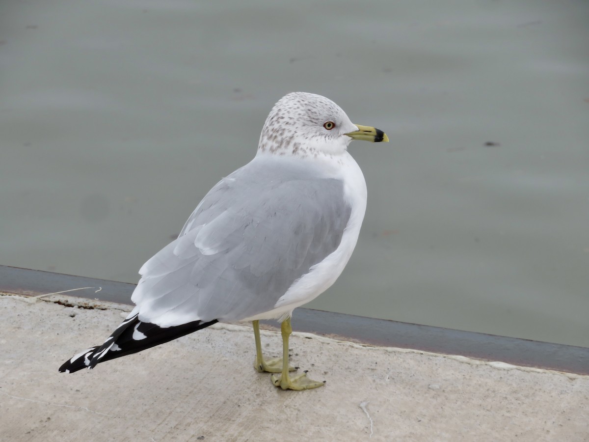 Ring-billed Gull - ML614224195