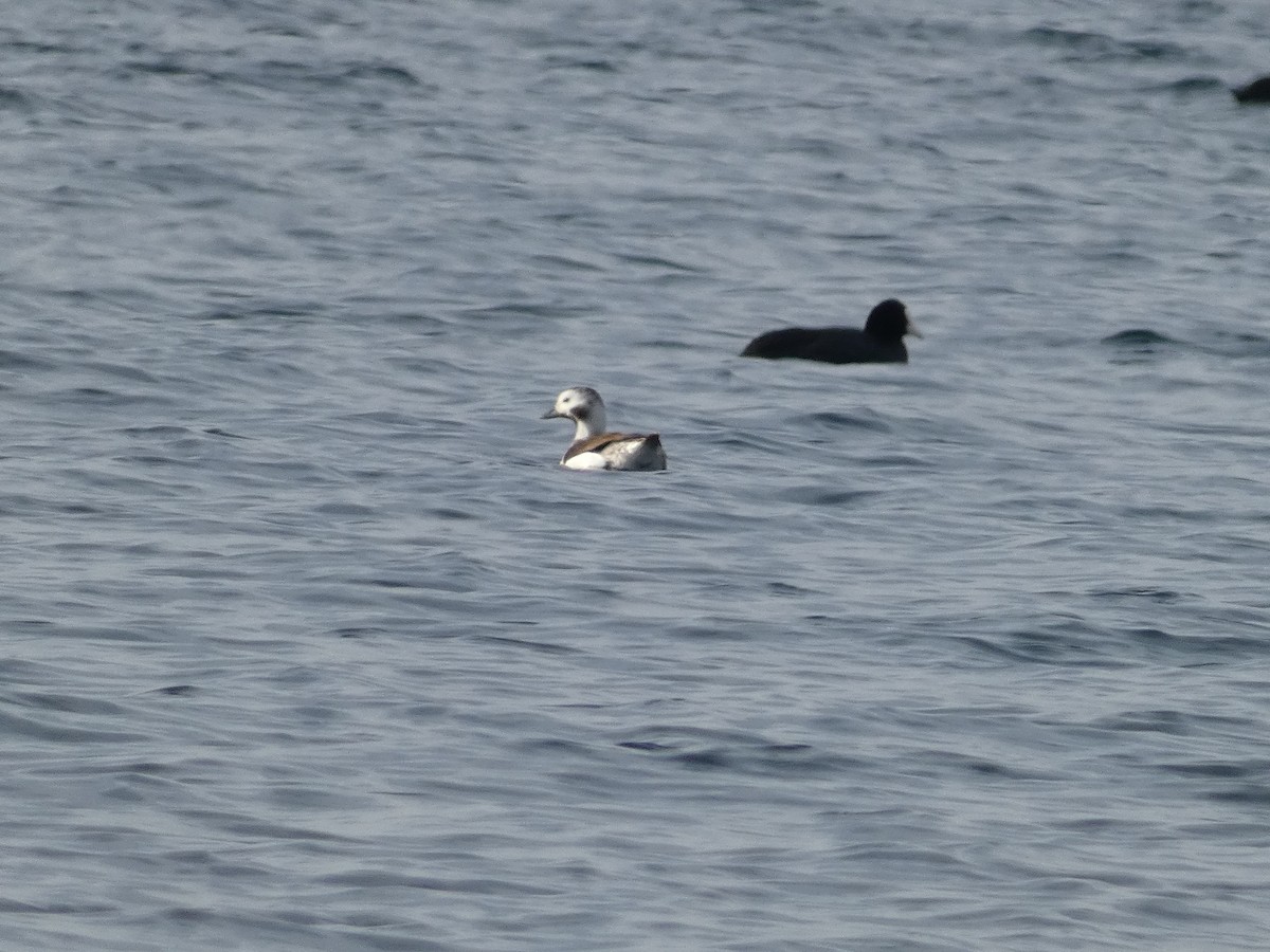 Long-tailed Duck - ML614224207