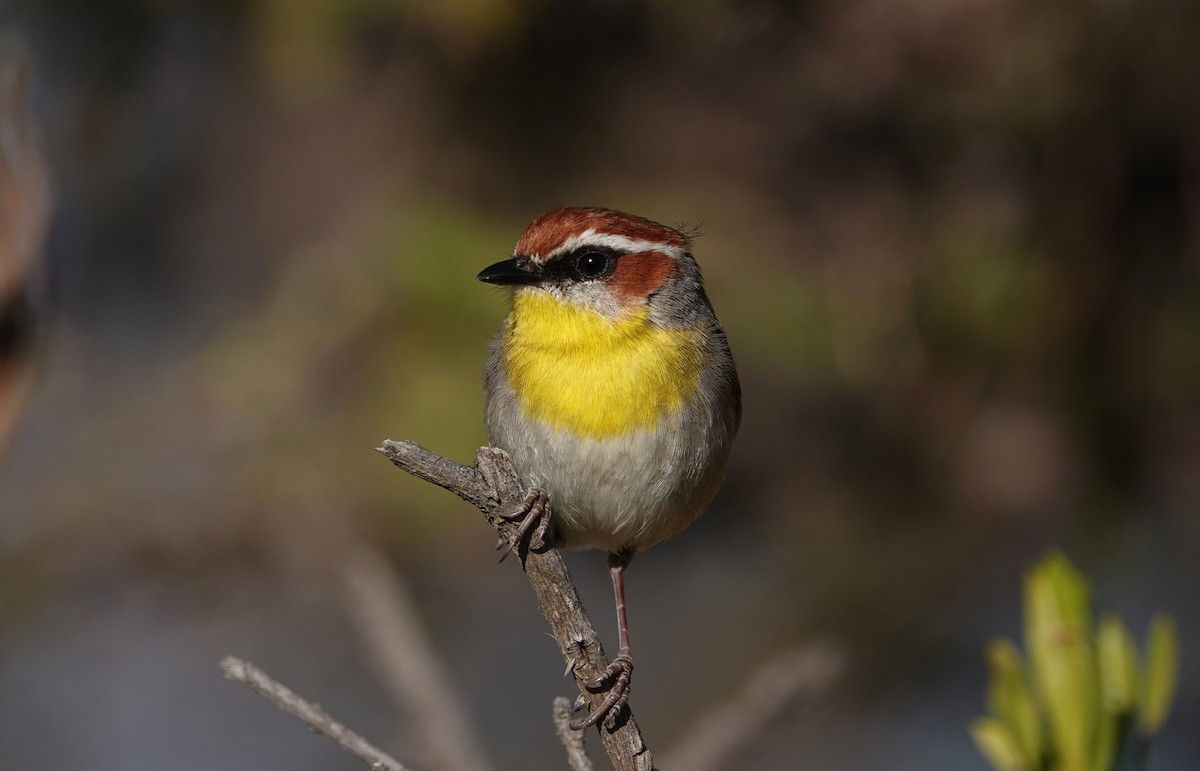 Rufous-capped Warbler - ML614224214