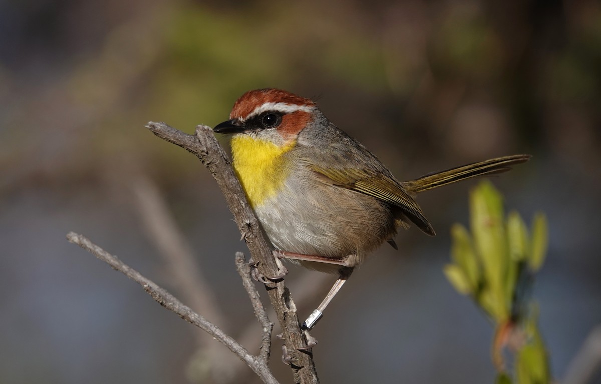 Rufous-capped Warbler - ML614224223