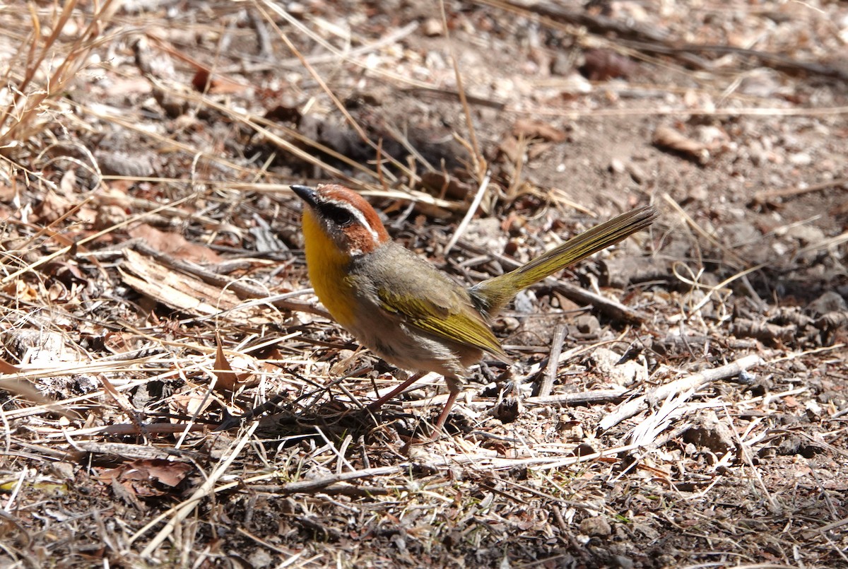 Rufous-capped Warbler - ML614224225