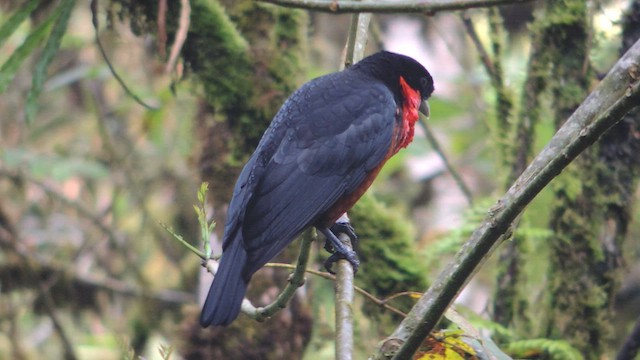 Red-ruffed Fruitcrow - ML614224227