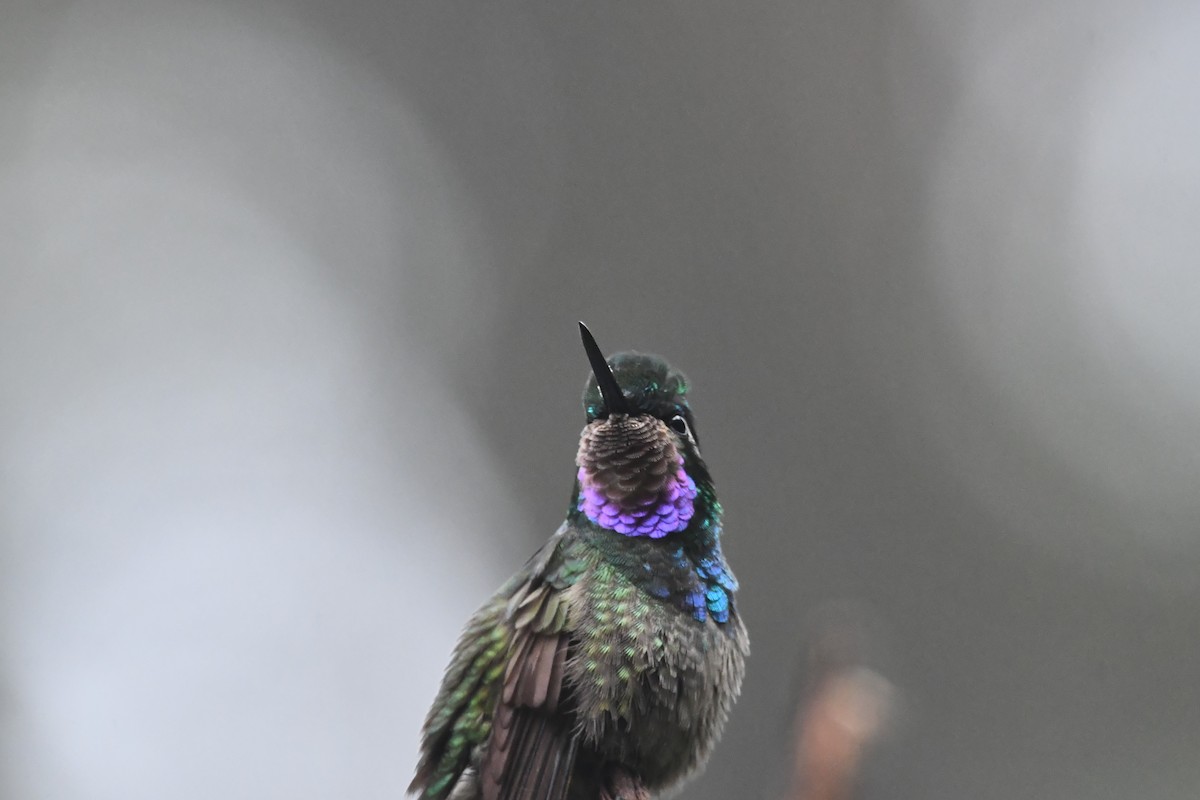 kolibřík fialovohrdlý - ML614224229
