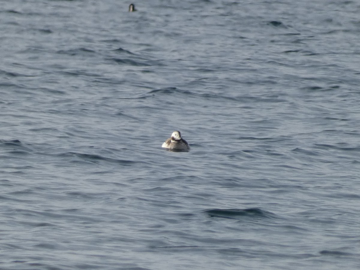 Long-tailed Duck - ML614224248