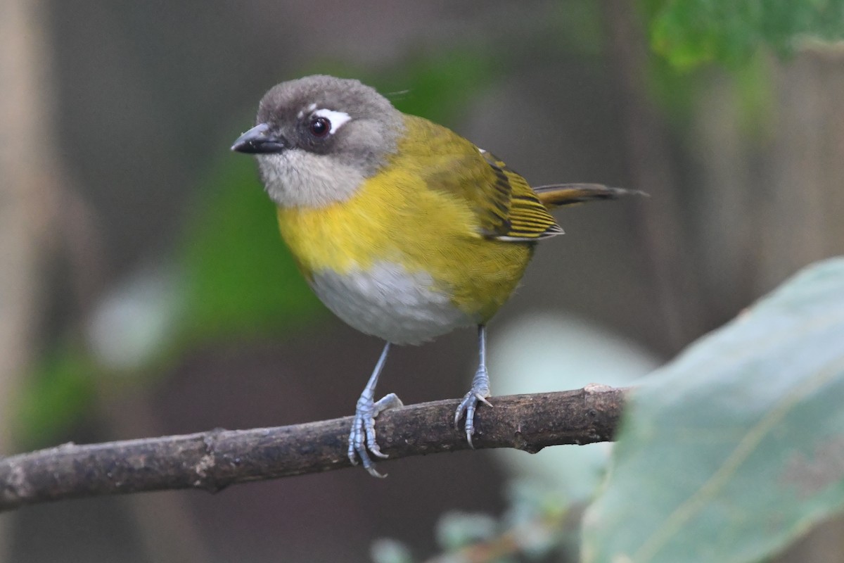 Common Chlorospingus - Jessy Lopez Herra