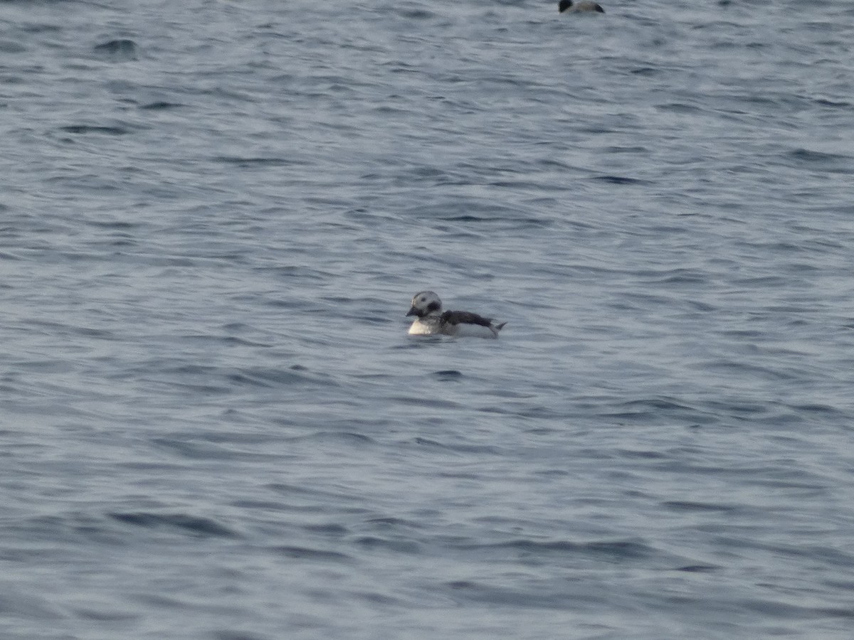 Long-tailed Duck - ML614224271