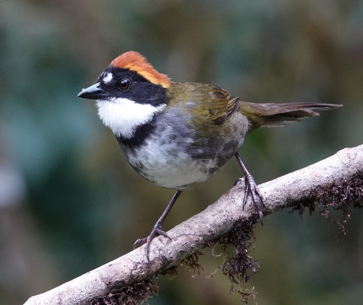 Chestnut-capped Brushfinch - ML614224275